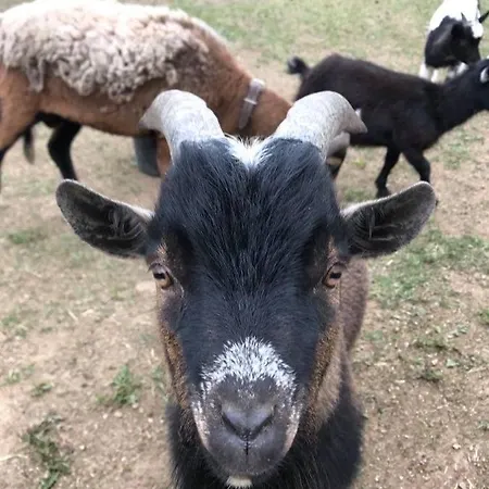 Privat Migac منزل للإقامة *